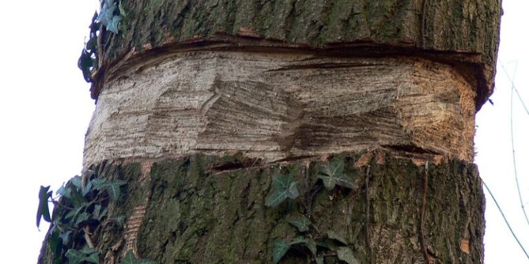 Comment faire mourir un arbre ? 5 techniques efficaces
