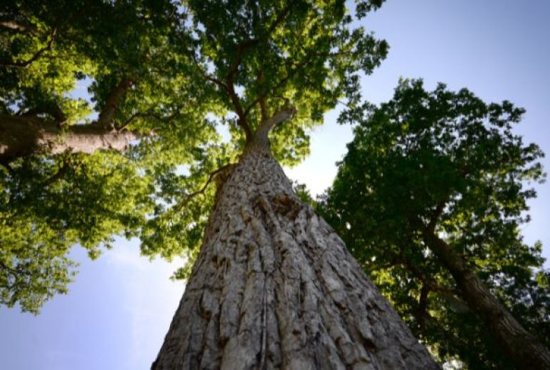 Comment faire mourir un arbre ? 5 techniques efficaces