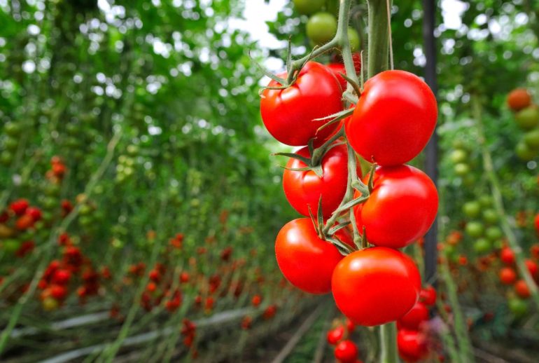 tomates